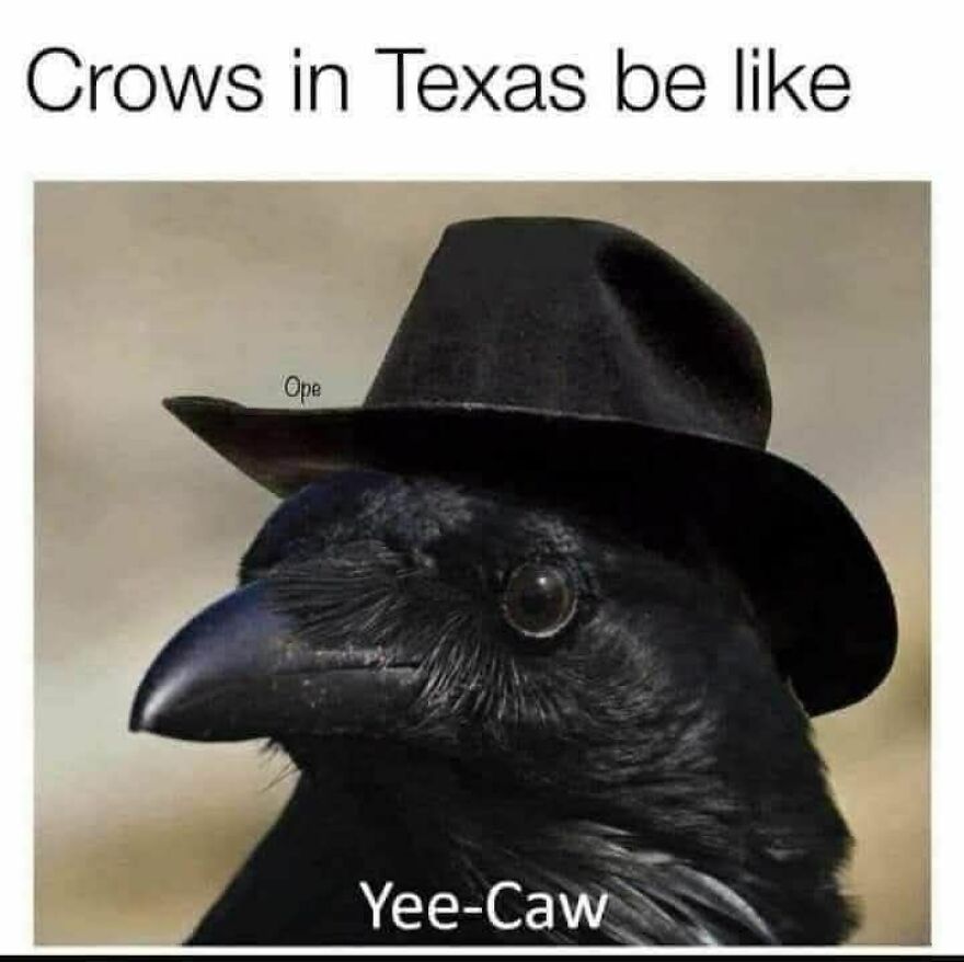 Black crow wearing a cowboy hat with caption referring to funny and cute animal memes that bring smiles.