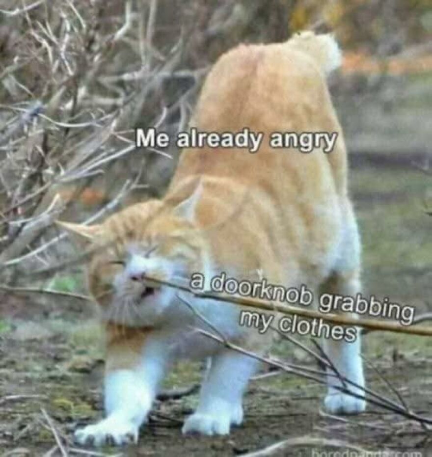 Orange cat stretching and biting a branch with funny animal meme text about being already angry.