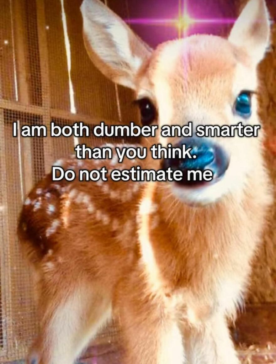 Cute baby deer with funny meme text about being both dumber and smarter, part of funny and cute animal memes.