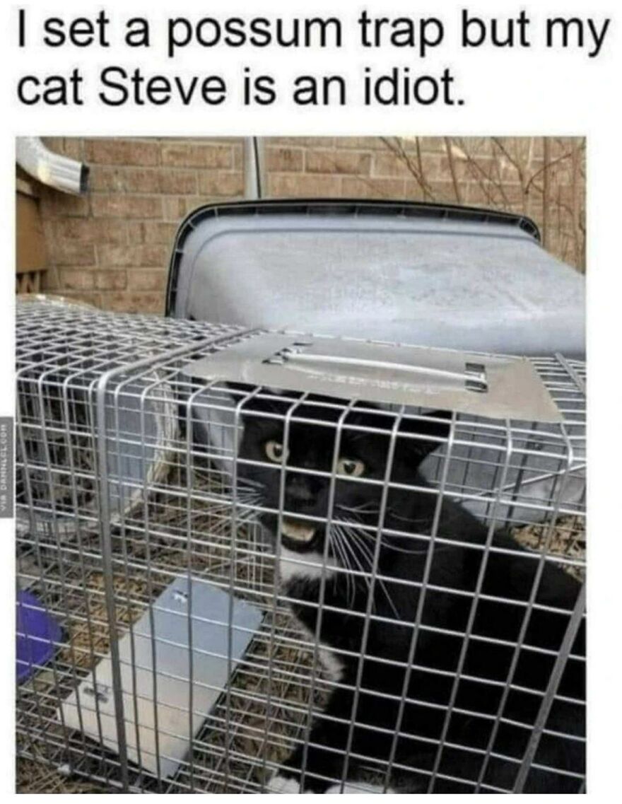 Black and white cat caught inside a possum trap, part of funny and cute animal memes that might make you smile.