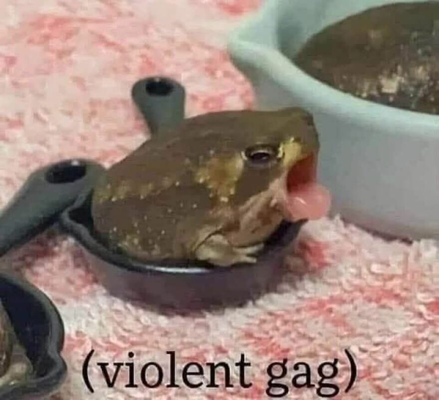 Cute frog sitting in a small pan with its tongue out, a funny and adorable animal meme to make you smile today.