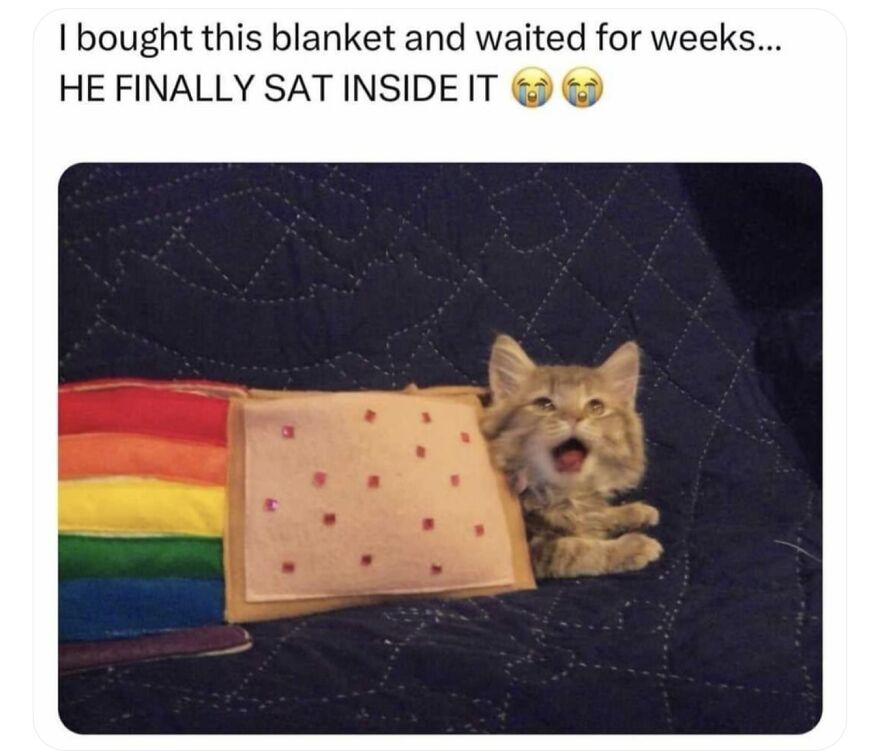 Kitten tucked inside a colorful blanket, showcasing a funny and cute animal meme that might give you a reason to smile today.