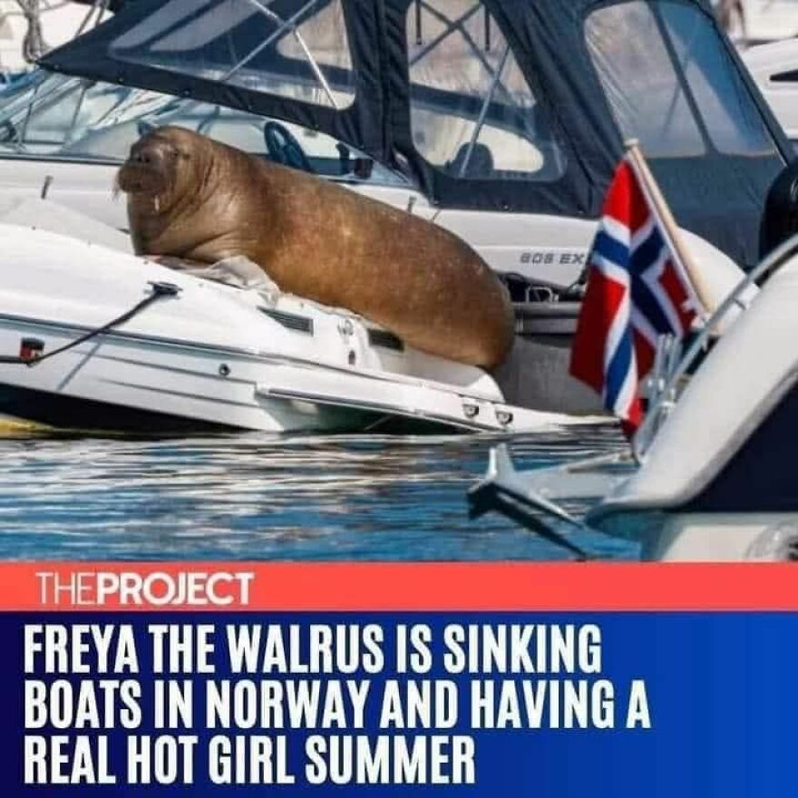 Walrus resting on a boat in Norway, a funny and cute animal meme likely to give you a reason to smile today.