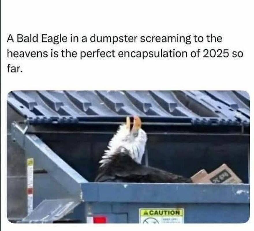Bald eagle in a dumpster screaming upward, one of 80 funny and cute animal memes to give you a reason to smile today