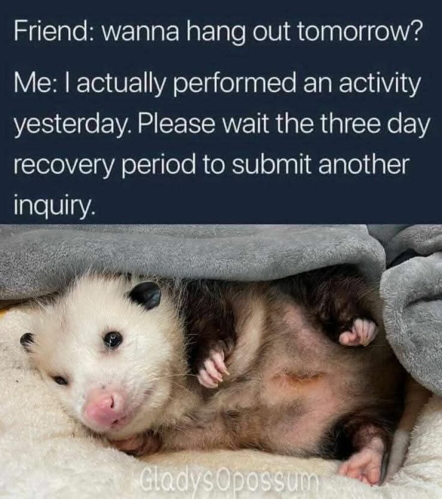 Cute opossum resting under a blanket with a funny meme about needing a recovery period before hanging out, animal memes.