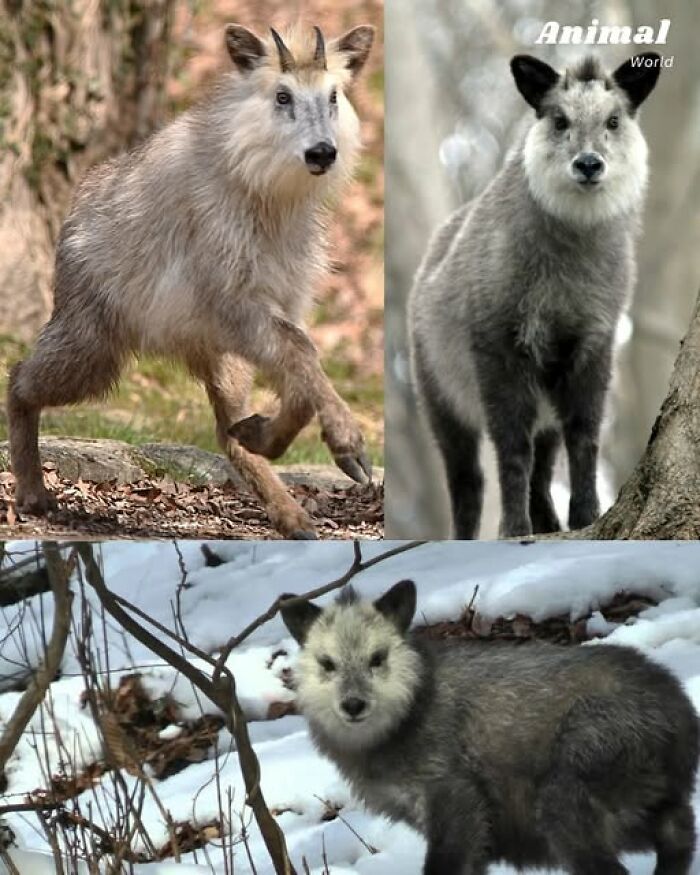 Three unique and cute creatures in natural habitats, showcasing the diversity and beauty of nature's surprises.