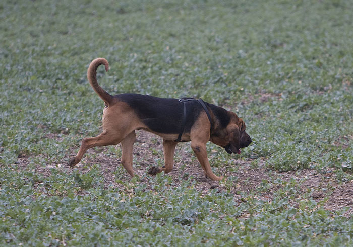 Dog walking through a green field, symbolizing emotions in a mom telling teen son to leave home and regret. Dog walking through a green field, symbolizing emotions in a mom telling teen son to leave home and regret.