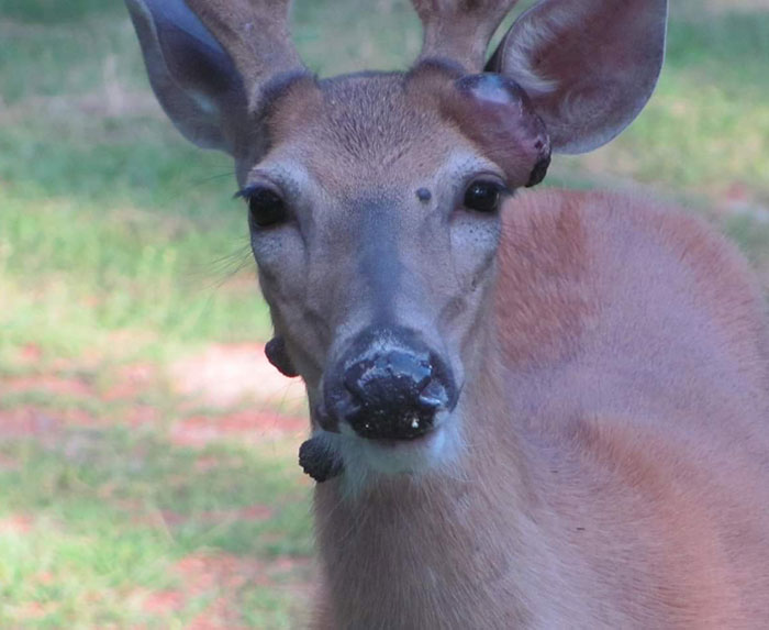 Close-up of a mutant deer showing eerie flesh bubbles on its face, raising fears of an animal outbreak in the US. Close-up of a mutant deer showing eerie flesh bubbles on its face, raising fears of an animal outbreak in the US.