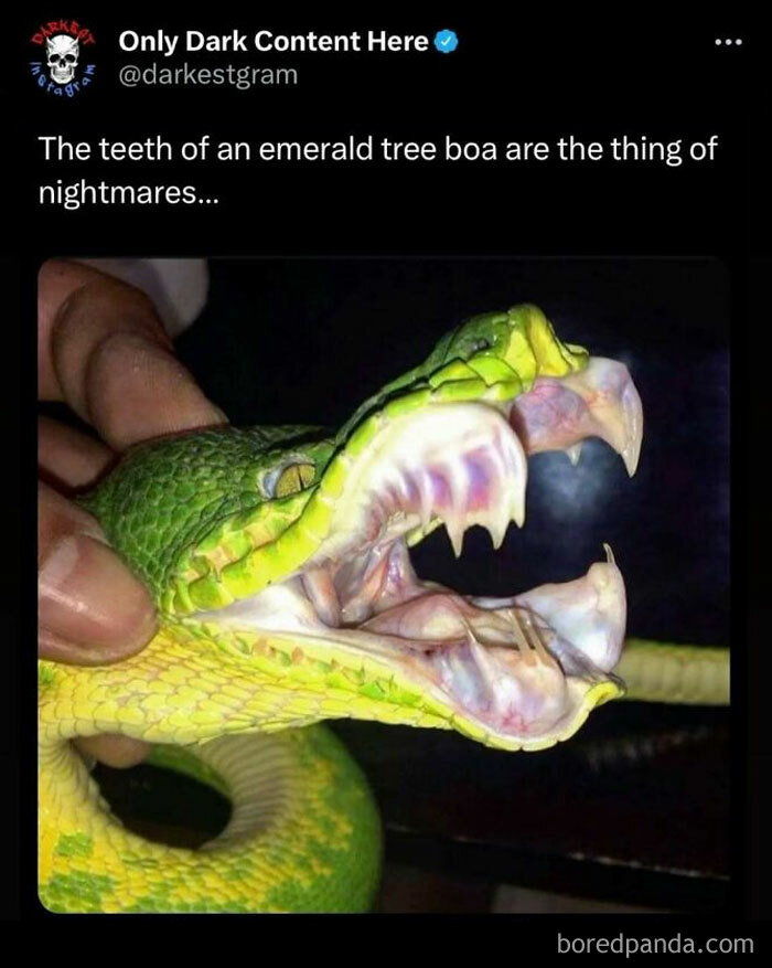 Emerald tree boa showing sharp teeth in a dark setting, highlighting creepy stories from darkest page on Instagram.