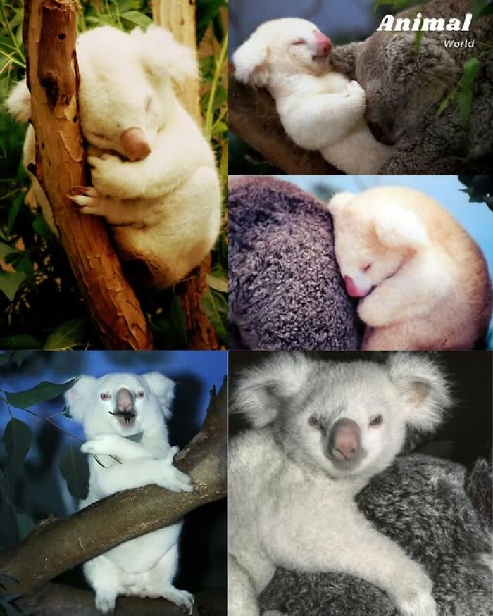Unique and cute albino koalas resting and climbing, showcasing nature’s beautiful surprises in wildlife.