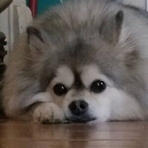 rufustfirefly avatar