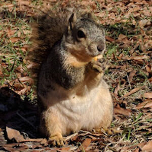 patriciacastelan avatar