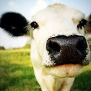 moniquebekker avatar