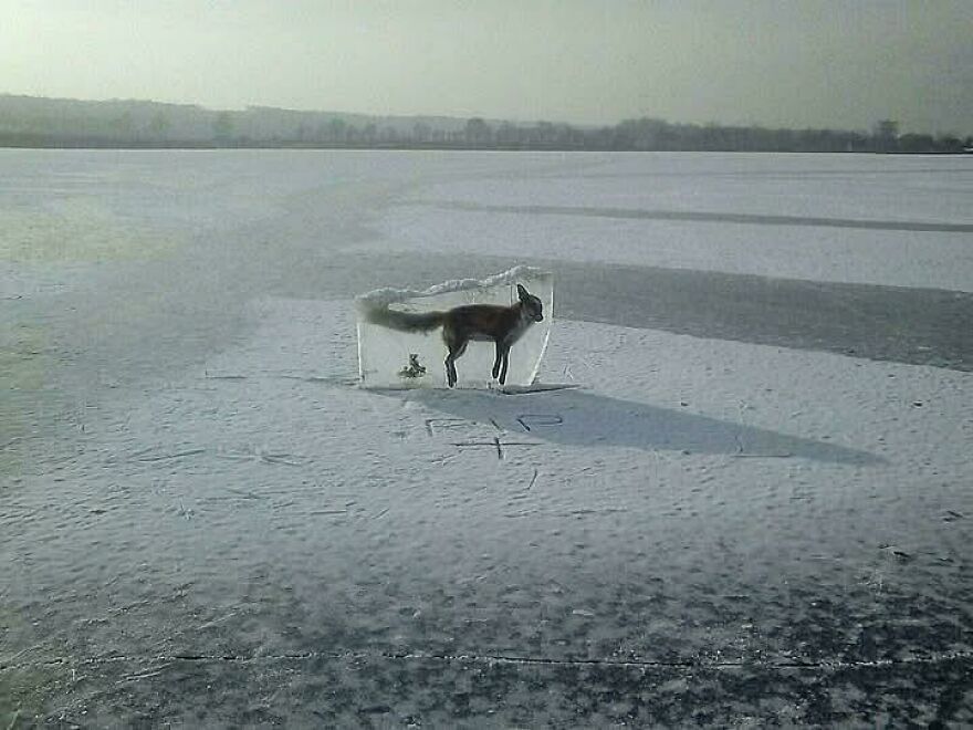 Fox trapped in a clear ice block on a frozen lake, one of the best posts from this interesting online community.