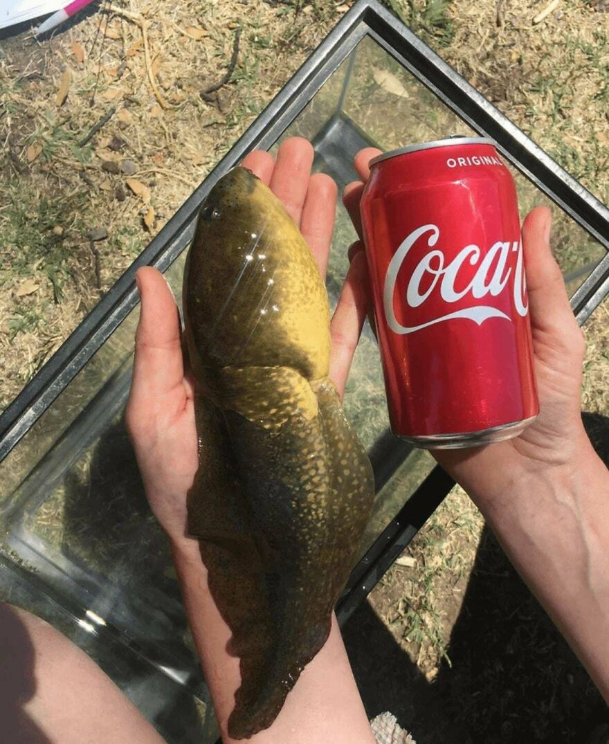 Large aquatic tadpole held next to a Coca-Cola can, showcasing size and unique features from an interesting online community post.