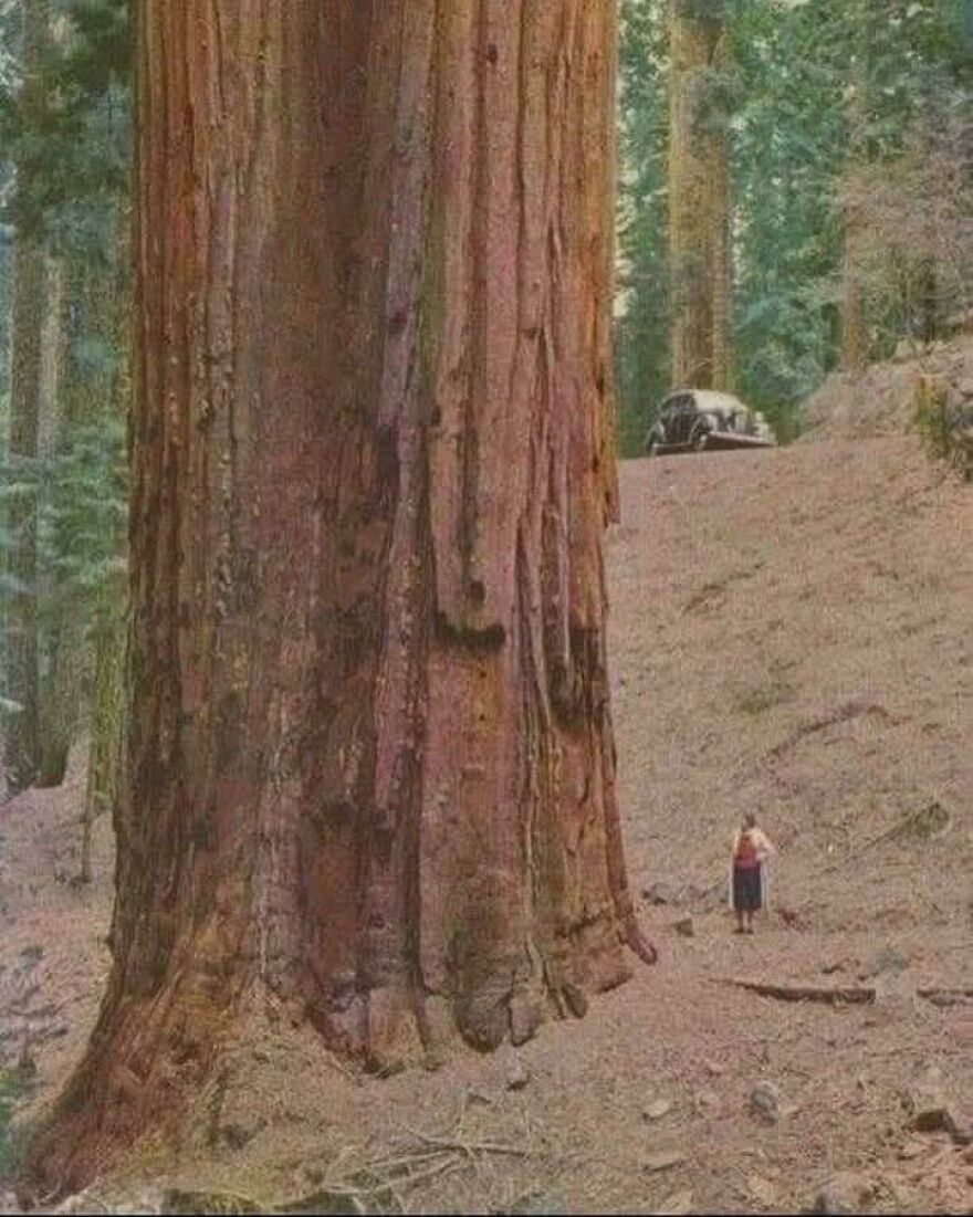 Massive tree trunk in a forest with a vintage car and a person nearby, showcasing nature's scale in this interesting post.