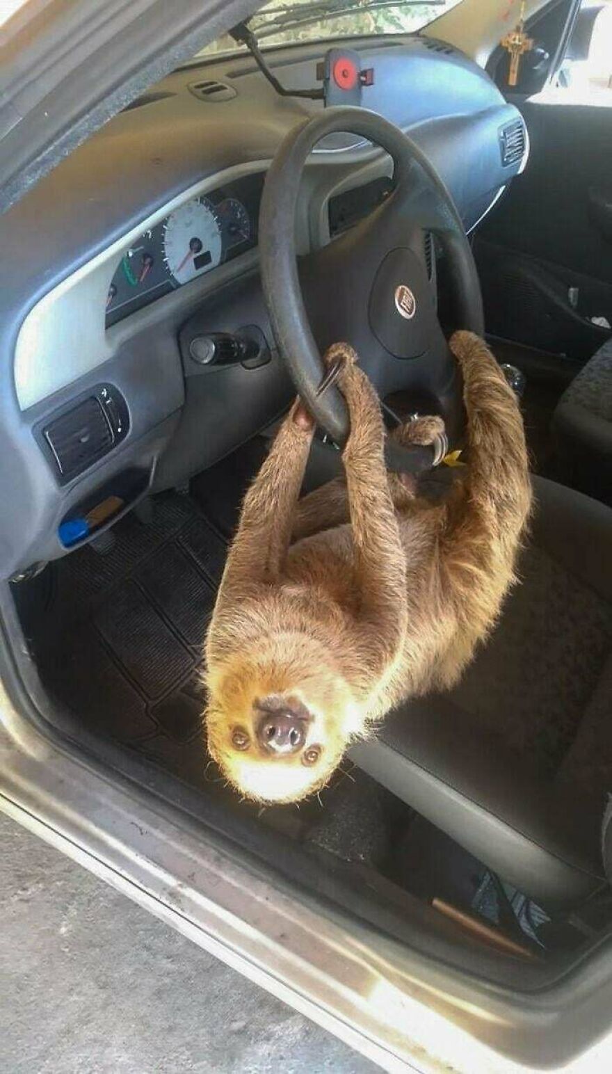 Sloth hanging from steering wheel inside car, a quirky moment from a best posts online community collection.