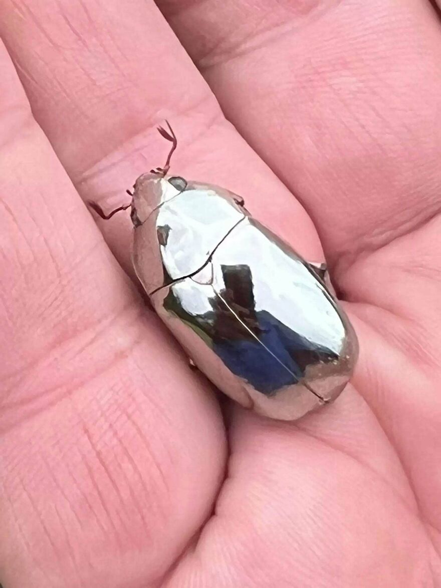 Shiny metallic beetle resting on a person's palm, showcasing a reflective and smooth surface from the interesting online community.