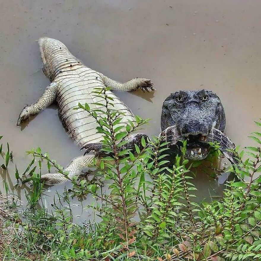 Two alligators in murky water, one floating belly-up and the other partially hidden behind plants, showcasing interesting wildlife behavior.