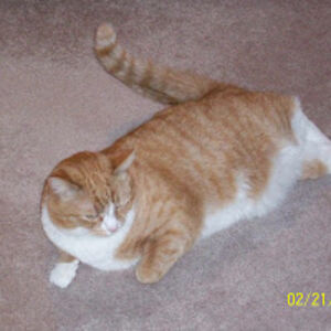 jessicalangmeyerspecht_1 avatar