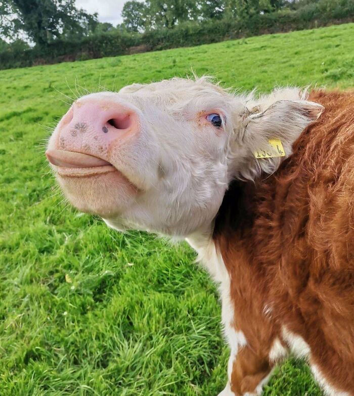 Close-up of a hilariously unphotogenic cow making a funny face in a green grassy field.