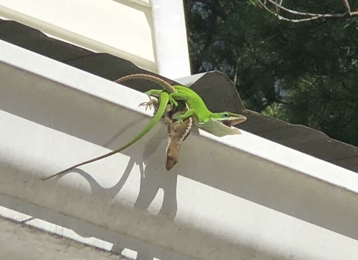 Green lizard holding a brown gecko on a white ledge in a funny unphotogenic animal moment outdoors.