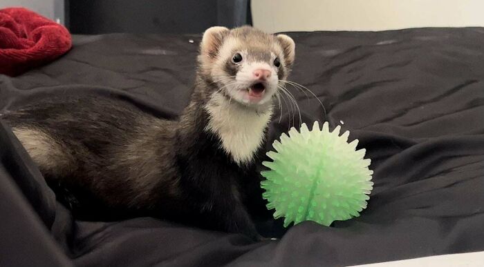 Ferret with open mouth lying on black bedding next to a green spiky ball in hilariously unphotogenic animal pics.