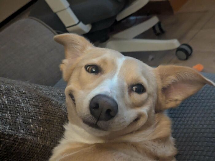 Unphotogenic dog with a quirky smile lying on a couch, one ear flopped, showcasing humorous animal expression.