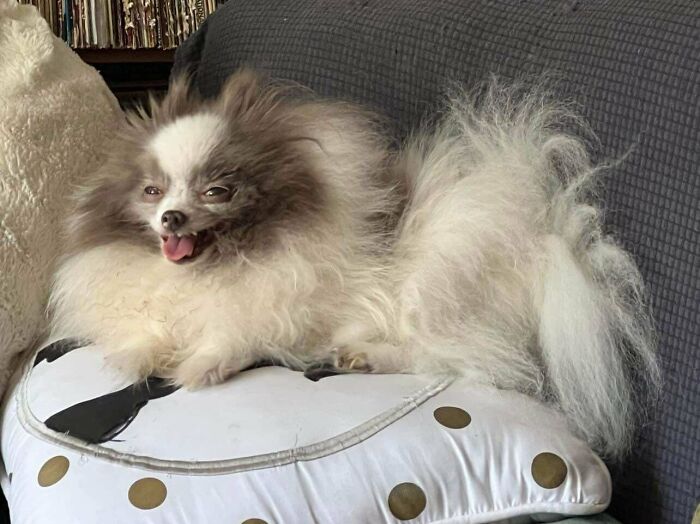 Small fluffy dog with a funny expression lying on a white pillow on a couch in hilariously unphotogenic animal pics.