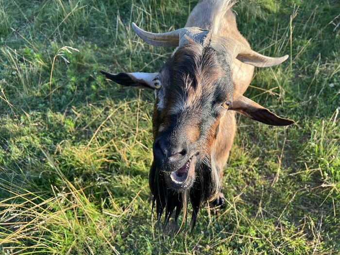 Goat making a funny face in grassy field, one of the hilariously unphotogenic animal pics to brighten your day.