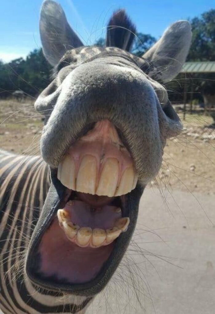 Close-up of a funny unphotogenic zebra showing its teeth outdoors in a bright sunny setting.