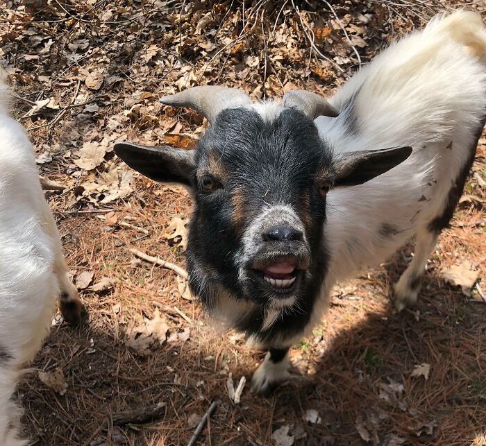 Goat making a funny face outdoors among dry leaves in a hilariously unphotogenic animal pic to brighten your day.