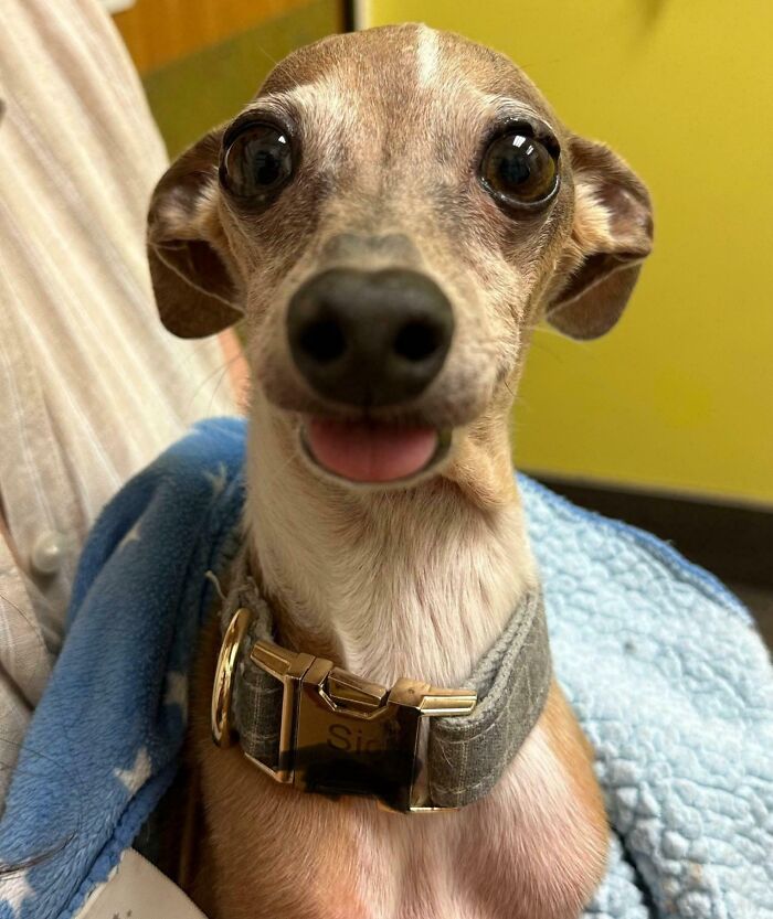 Close-up of a hilariously unphotogenic dog with a gray collar sitting on a blue blanket, making a funny face.