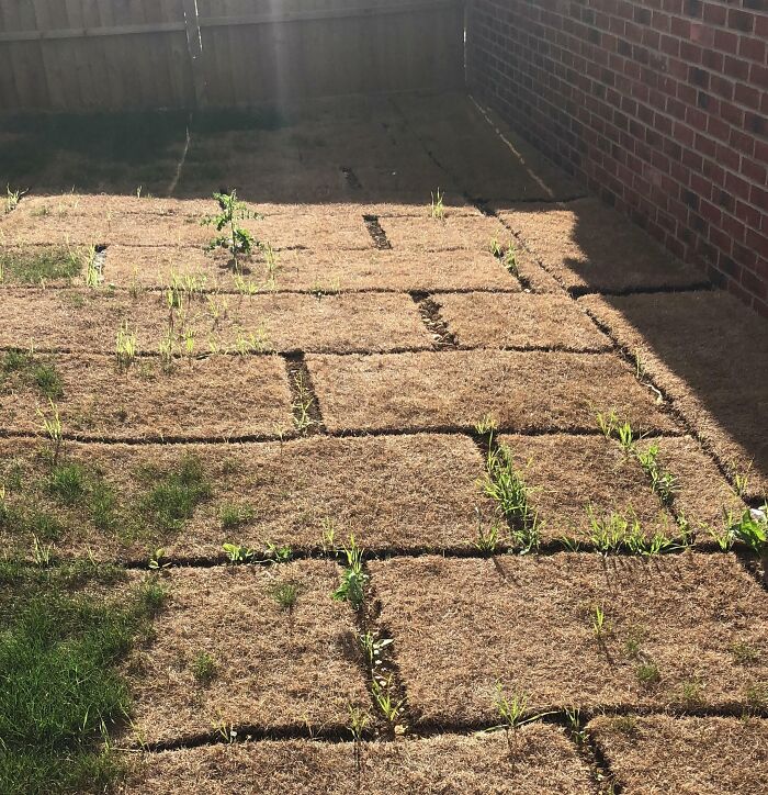 Dried and patchy grass in a backyard showing the effects of this year's intense heatwaves around the world.