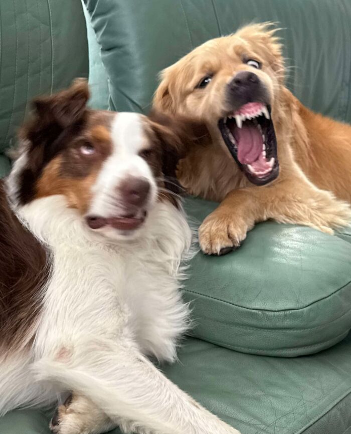 Two unphotogenic dogs on a green couch, one with a funny face and the other yawning with teeth showing.