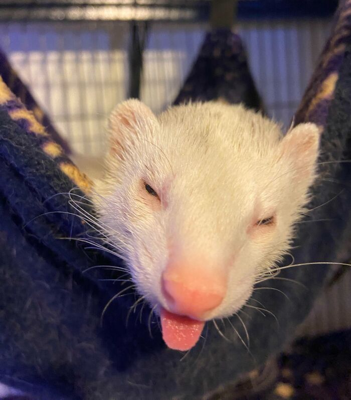 Unphotogenic ferret sticking out tongue while resting in a hammock, one of the hilariously unphotogenic animal pics.