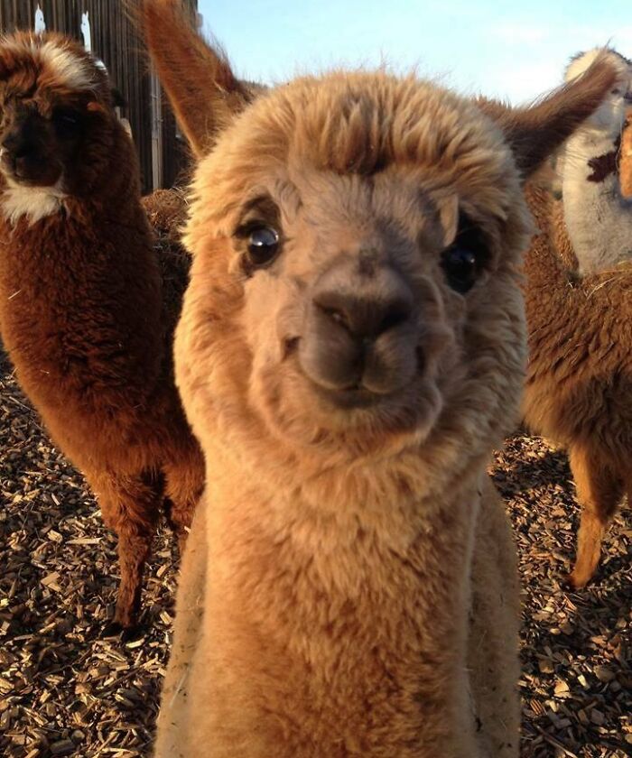 Close-up of an unphotogenic alpaca with a funny expression among other animals in a sunny outdoor setting.