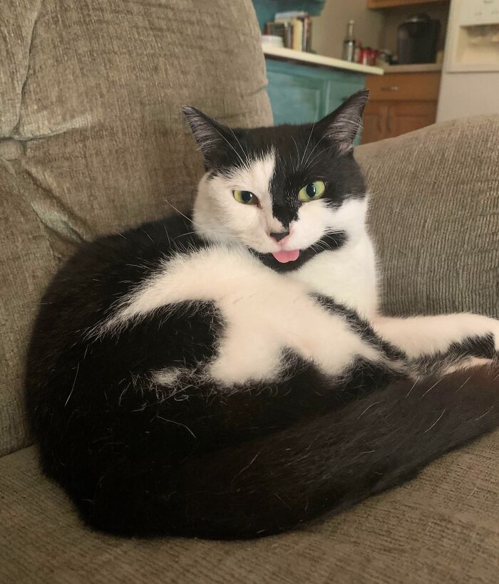 Unphotogenic black and white cat making a funny face with its tongue out, resting on a beige couch.