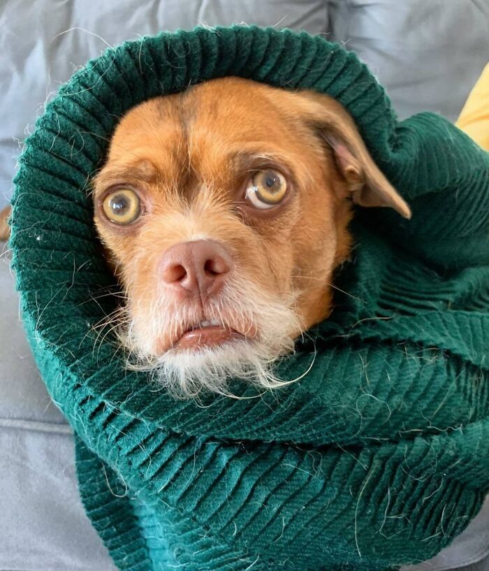 Small brown dog with funny unphotogenic expression wrapped in a green blanket on a gray couch.