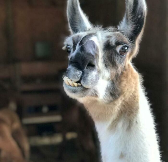 Close-up of a hilariously unphotogenic llama grinning with crooked teeth in a dimly lit barn setting.