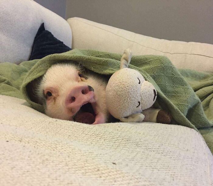 A hilariously unphotogenic pig wrapped in a green blanket yawning next to a plush toy on a couch.