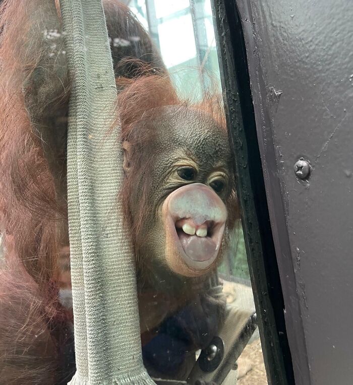 Unphotogenic orangutan pressing face against glass, showing funny expression in an unphotogenic animal moment.