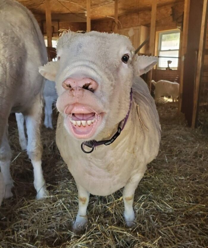 Sheep making a funny face inside a barn, part of hilarious unphotogenic animal pics to brighten your day.