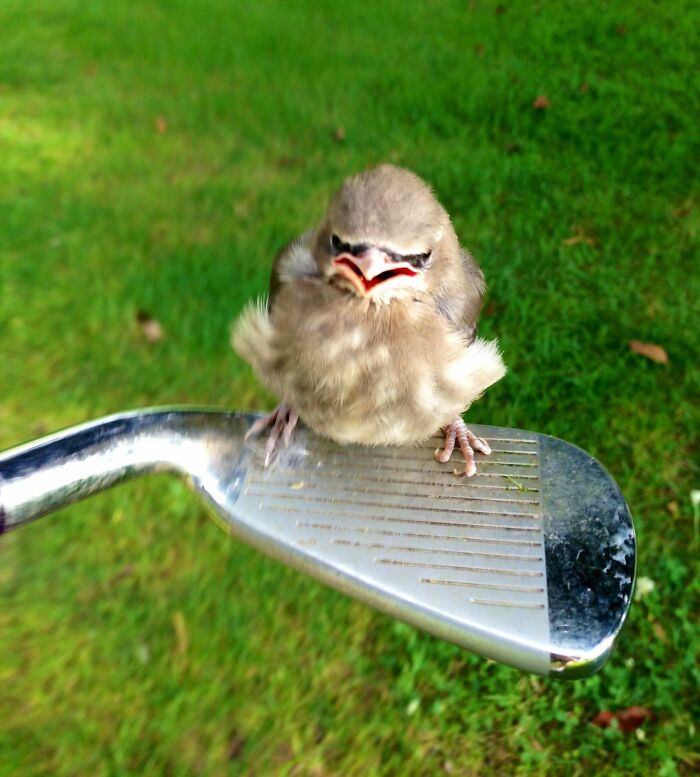 Baby bird making a funny face perched on a golf club in an unphotogenic animal pic outdoors.