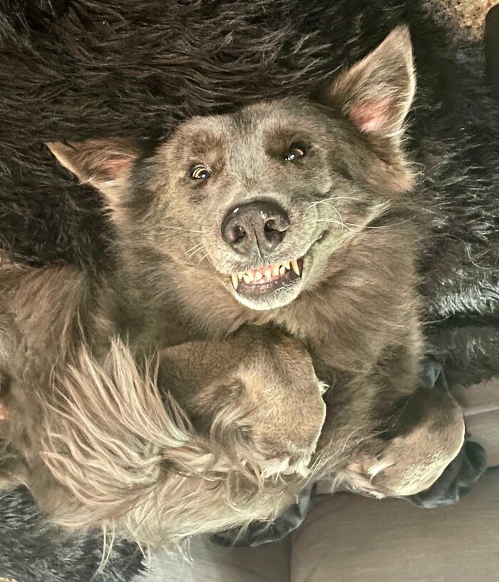 Unphotogenic dog with funny facial expression lying on a dark textured blanket in a cozy setting.