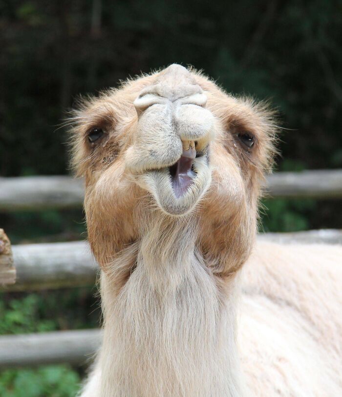 Close-up of a hilariously unphotogenic camel making a funny face outdoors with wooden fences and greenery in the background.