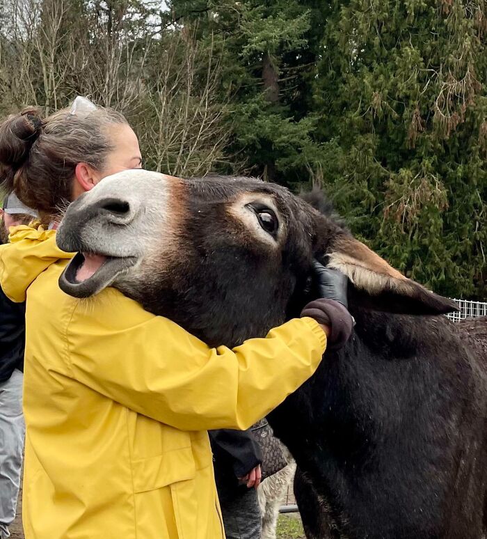 Person in a yellow jacket hugging a donkey making a funny face, one of the unphotogenic animal pics to brighten your day.