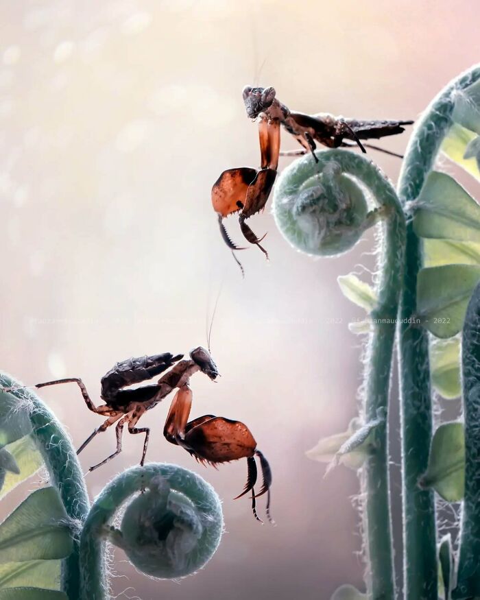 Macro shot of two insects on curled green plants highlighting the magical side of insects in dreamy nature photography.