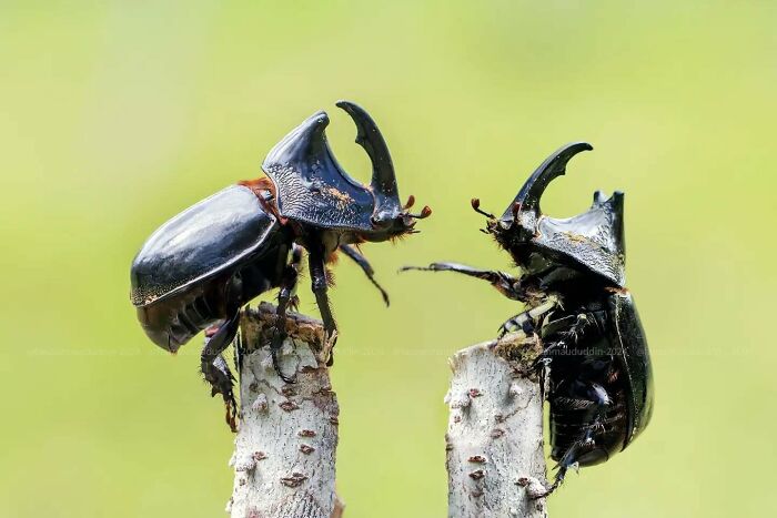 Two large beetles face each other on separate sticks in a dreamy macro shot capturing the magical side of insects.
