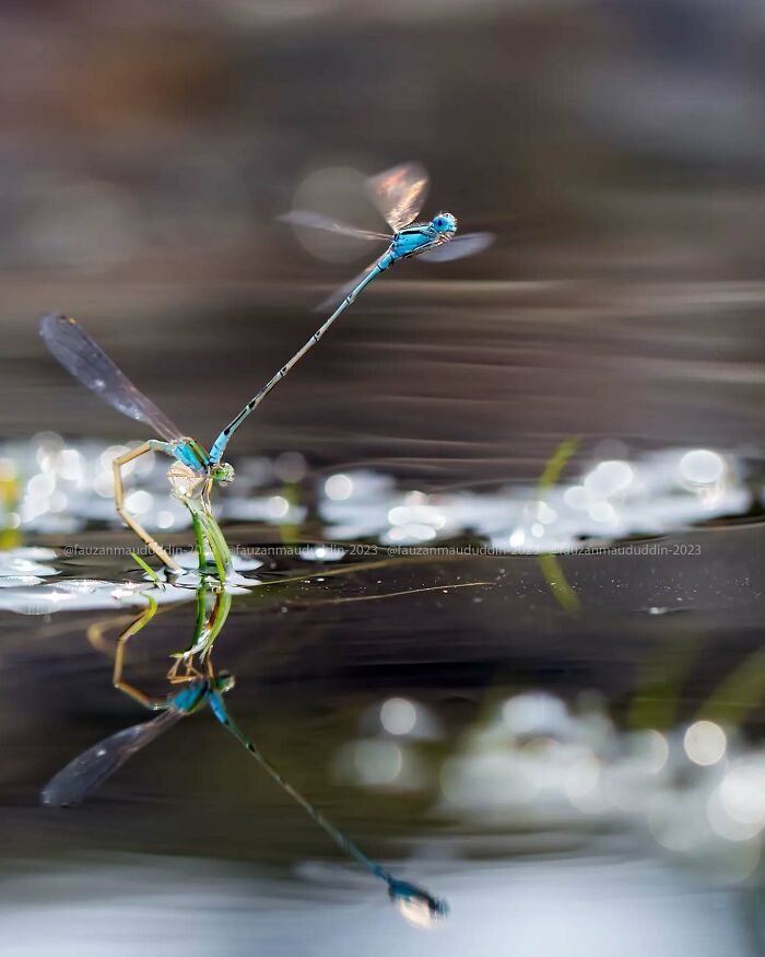 Close-up macro shot of two delicate insects on water surface, showcasing the magical side of insects in dreamy detail.